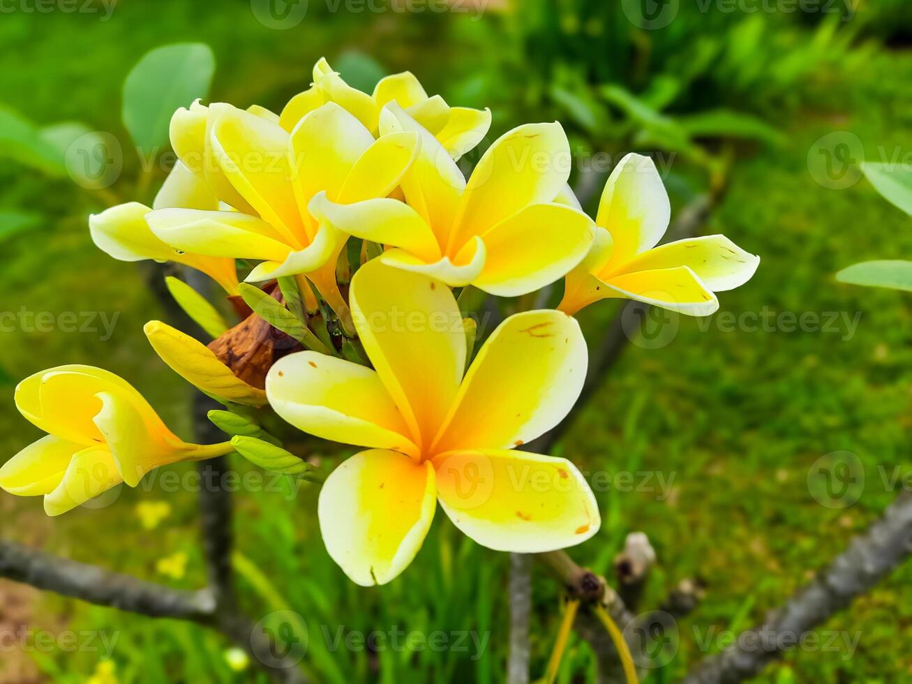 Jaune frangipanier fleurs ou connu comme plumeria grandir dans jardins comme ornemental les plantes photo