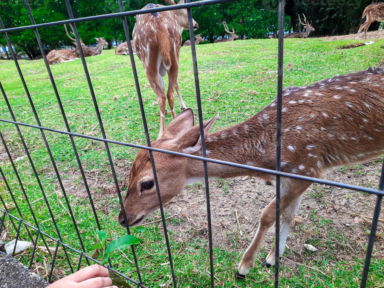 une petit cerf des stands près une clôture tandis que étant nourris par visiteurs à un animal préservation zone photo