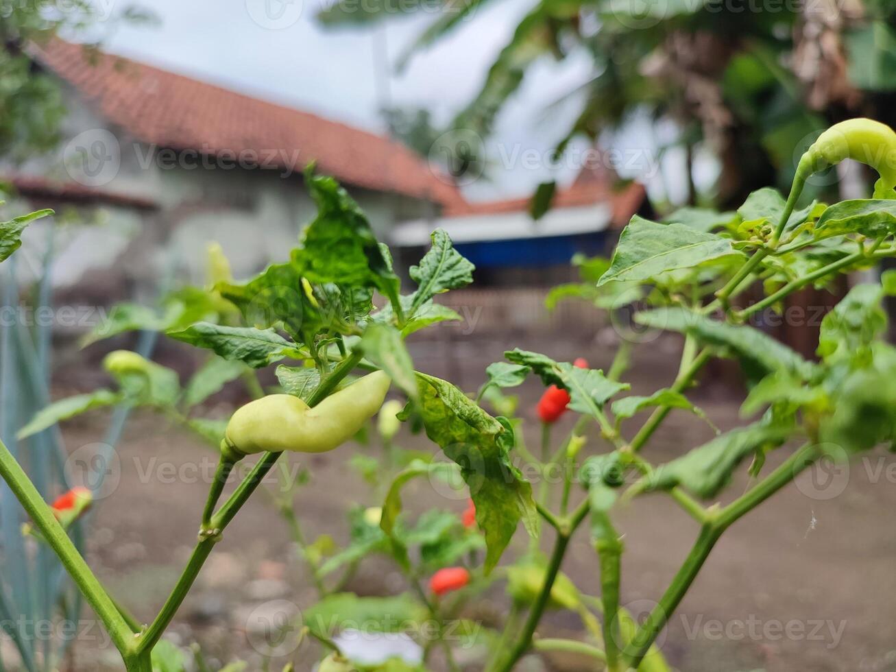 latin frutescens 'Tabasco' ou Tabasco poivre fait maison dans une petit cour. photo