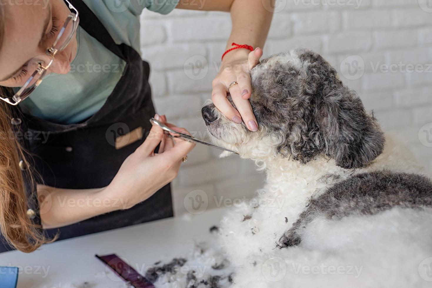 femme souriante, toilettage, chien bichon frisé, dans, salon photo