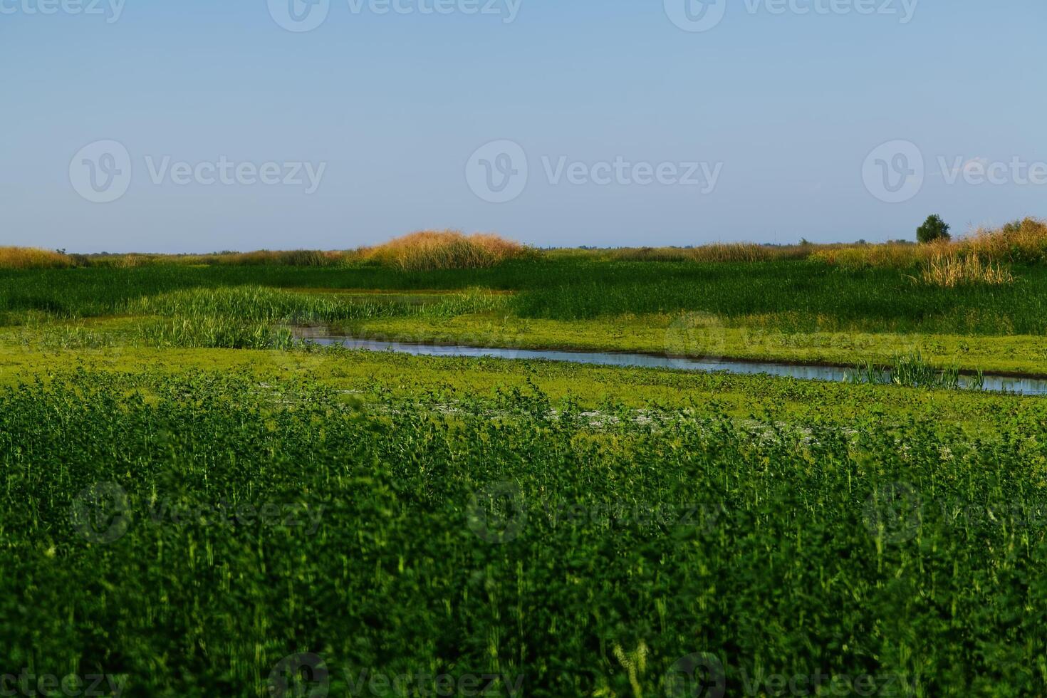 Californie marécages avec vert les plantes courant et bleu ciel photo