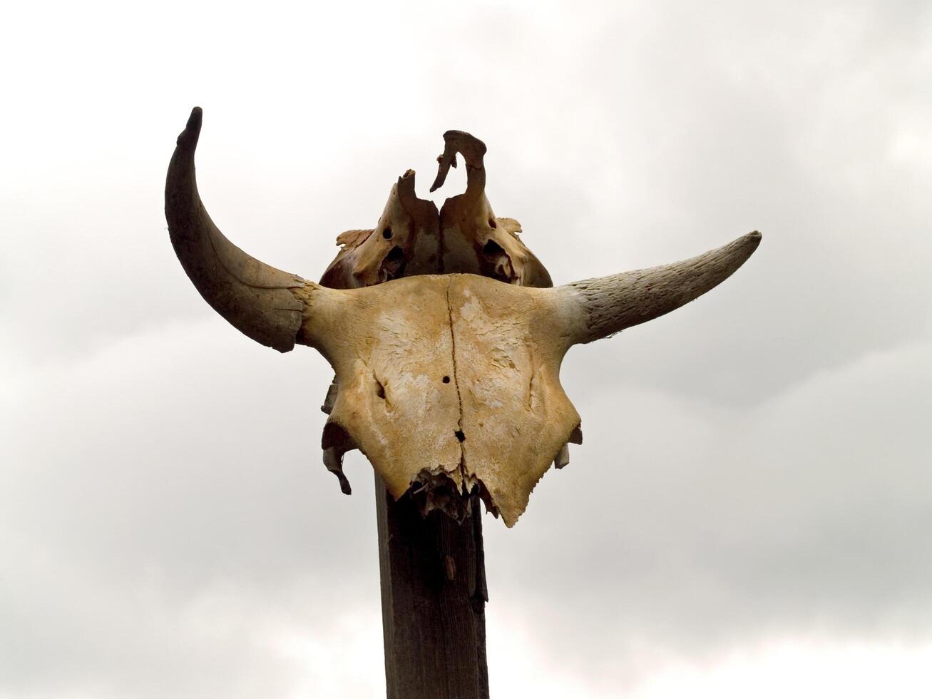 juste chênes, Californie, 2006 - vache cornes sur Publier photo