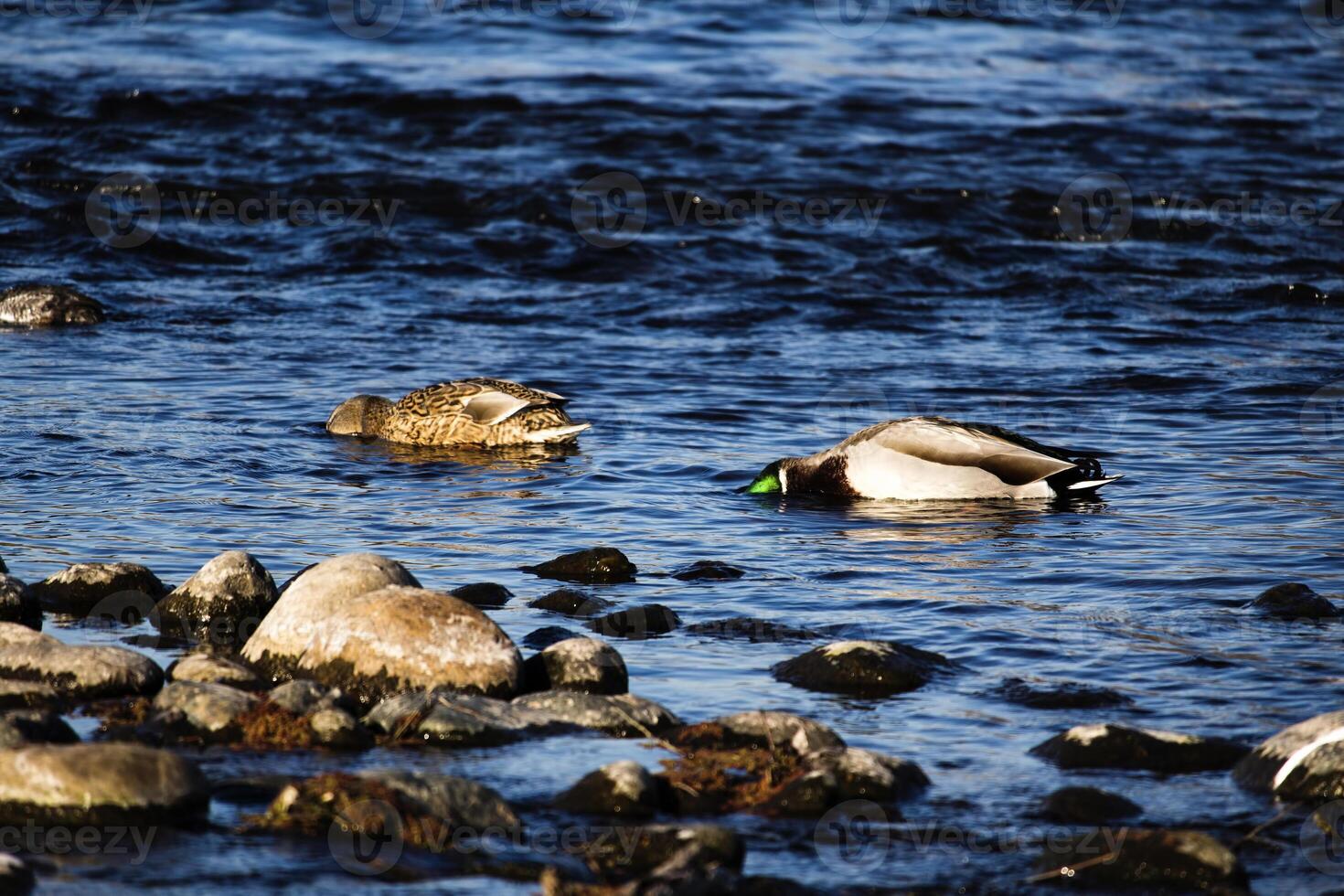 deux canards nager dans rivière avec têtes submergé photo