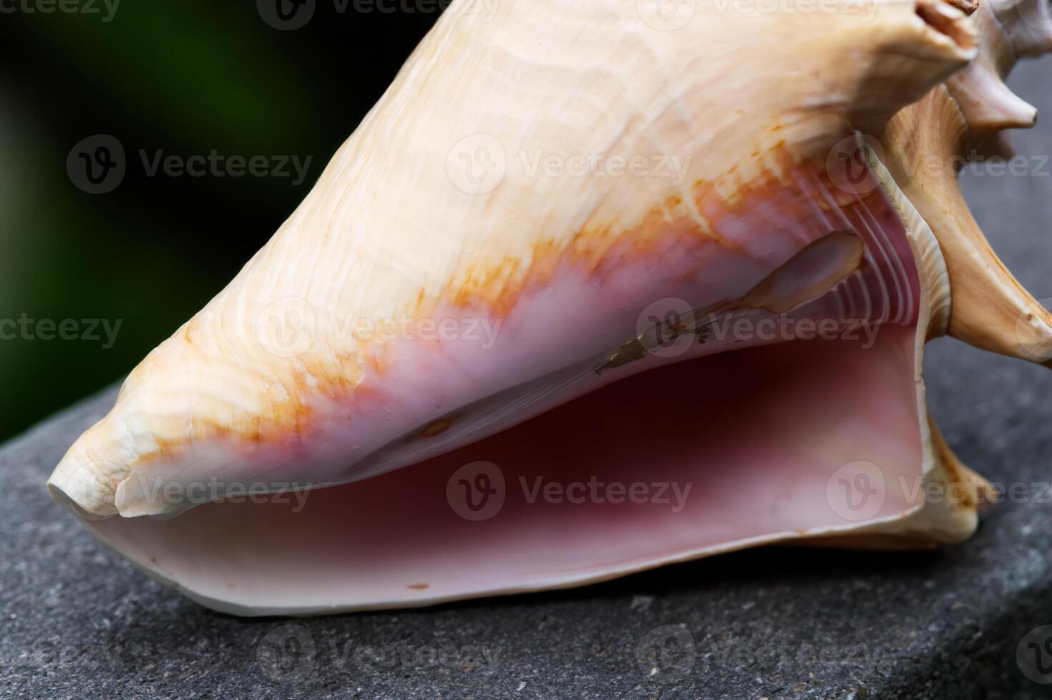 fermer coup de conque mer coquille sur foncé pierre rebord photo