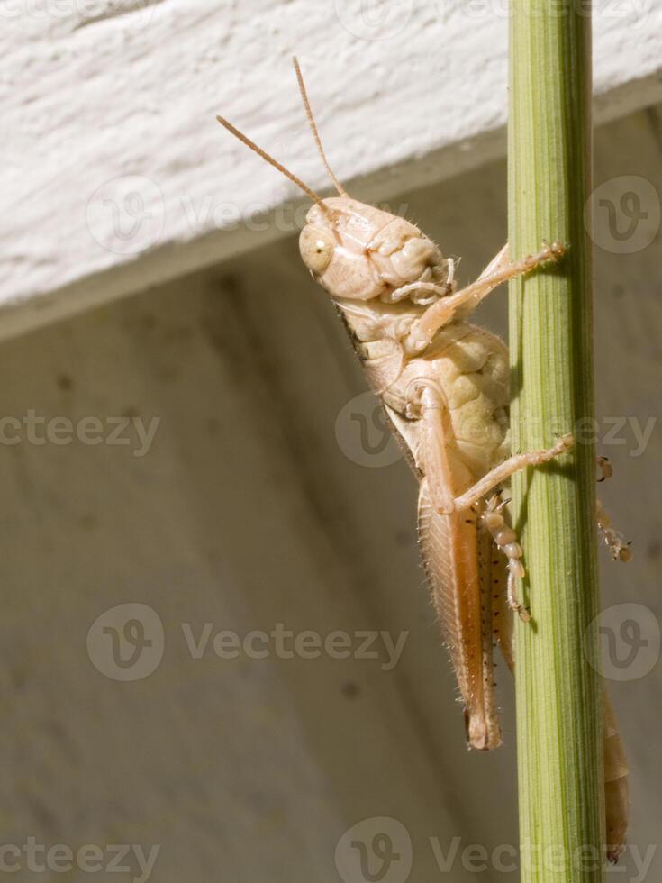 marron sauterelle sur vert tige avec blanc bois Contexte photo