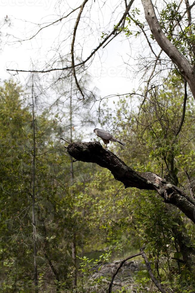 faucon oiseau de proie séance sur branche photo