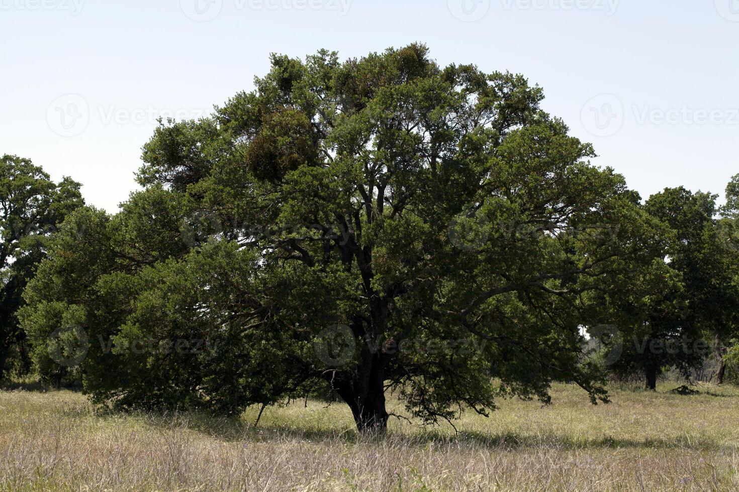 grand chêne arbre dans herbe champ plein déjouer photo