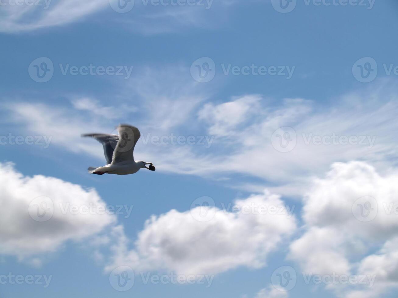 mouette dans vol avec prix dans bouche photo