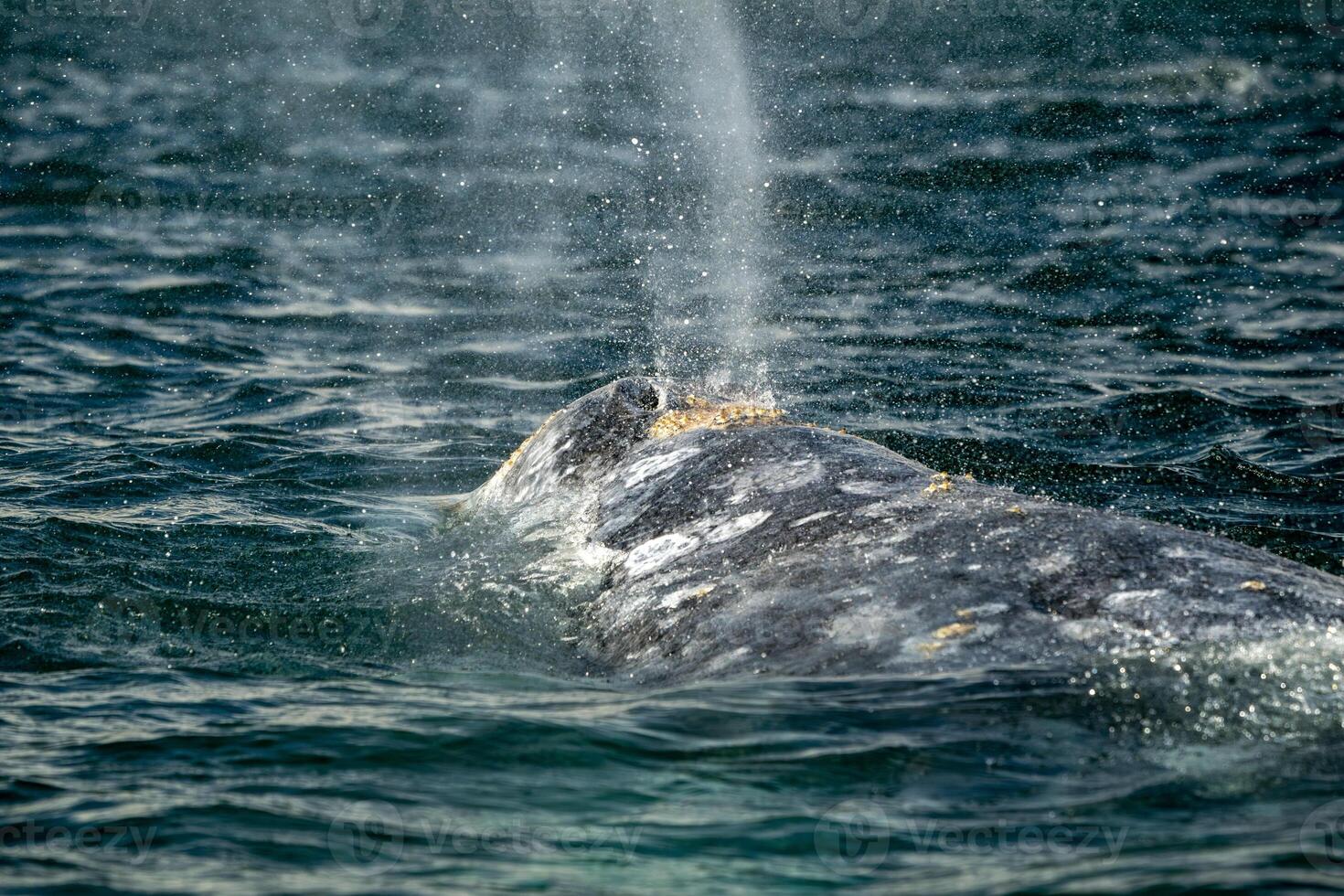 gris baleine dans san ignacio lagune puerto Chale maarguérite île baja Californie sur Mexique photo