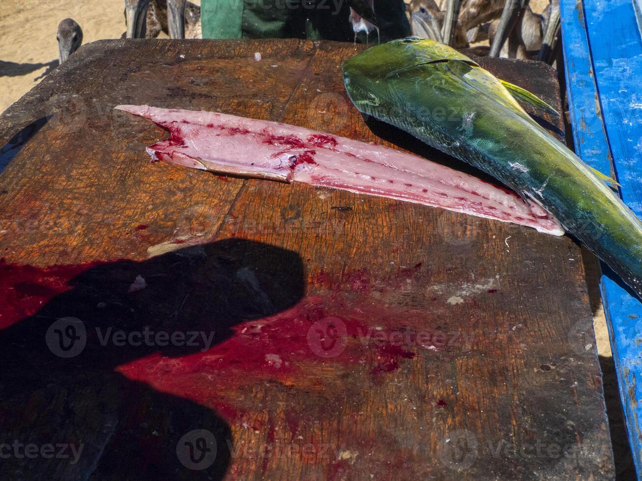 mahi mahi dorado poisson sur pêcheur nettoyage table baja Californie sur Mexique photo