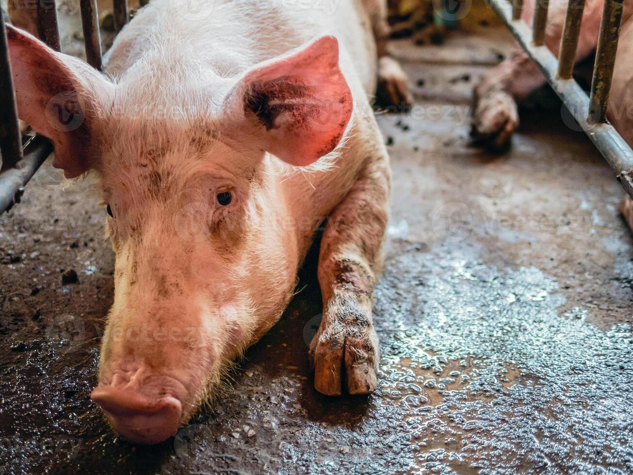 portrait de mignonne éleveur porc avec sale museau, fermer de les cochons museau.big porc sur une ferme dans une porcherie, Jeune gros national porc à animal ferme à l'intérieur photo