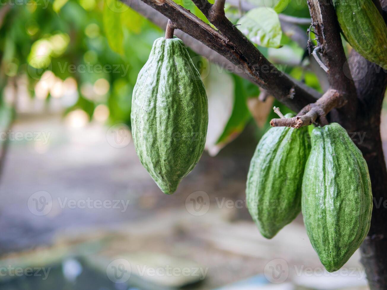 vert cacao dosettes grandir sur des arbres. le cacao arbre théobrome cacao avec des fruits, vert cacao brut cacao arbre plante fruit plantation photo