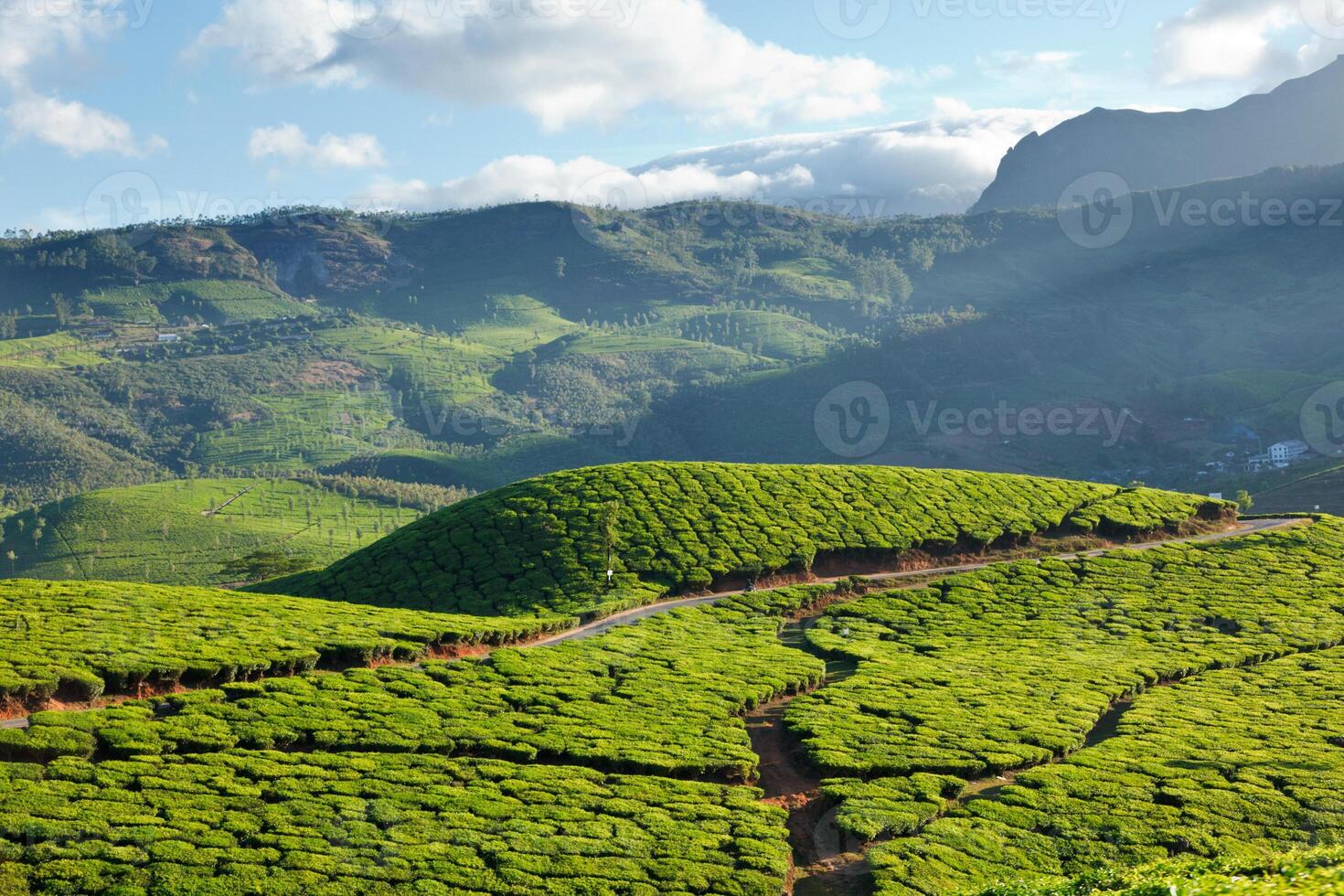 thé plantations. Munnar, Kerala, Inde photo