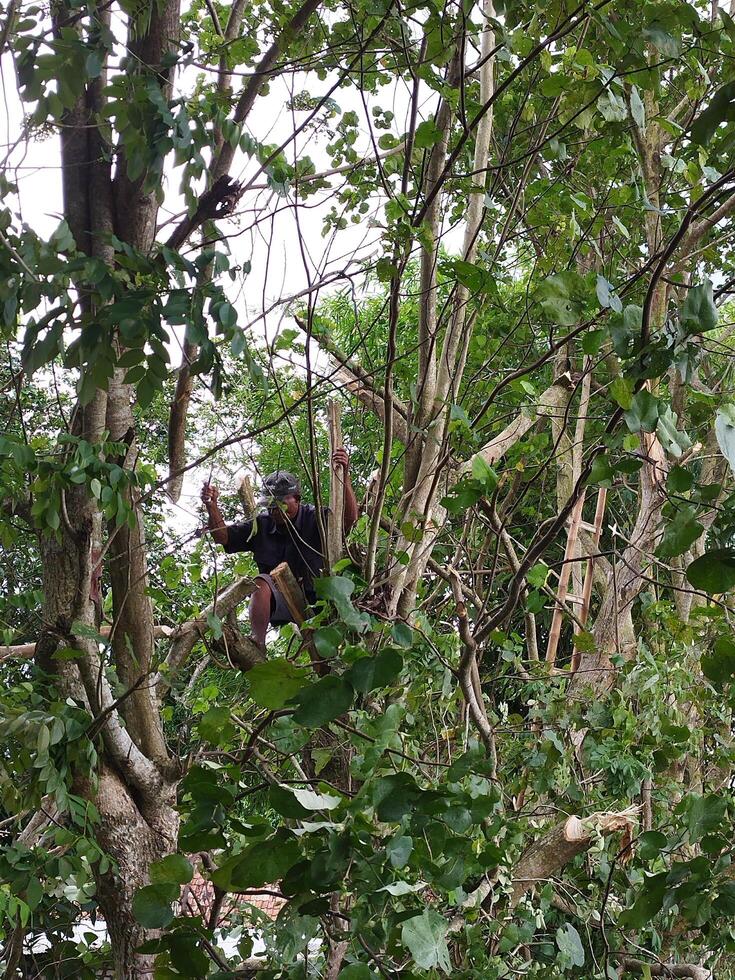 bangkalan, Indonésie, avril 23, 2023 - un adulte homme est Coupe vers le bas une arbre photo