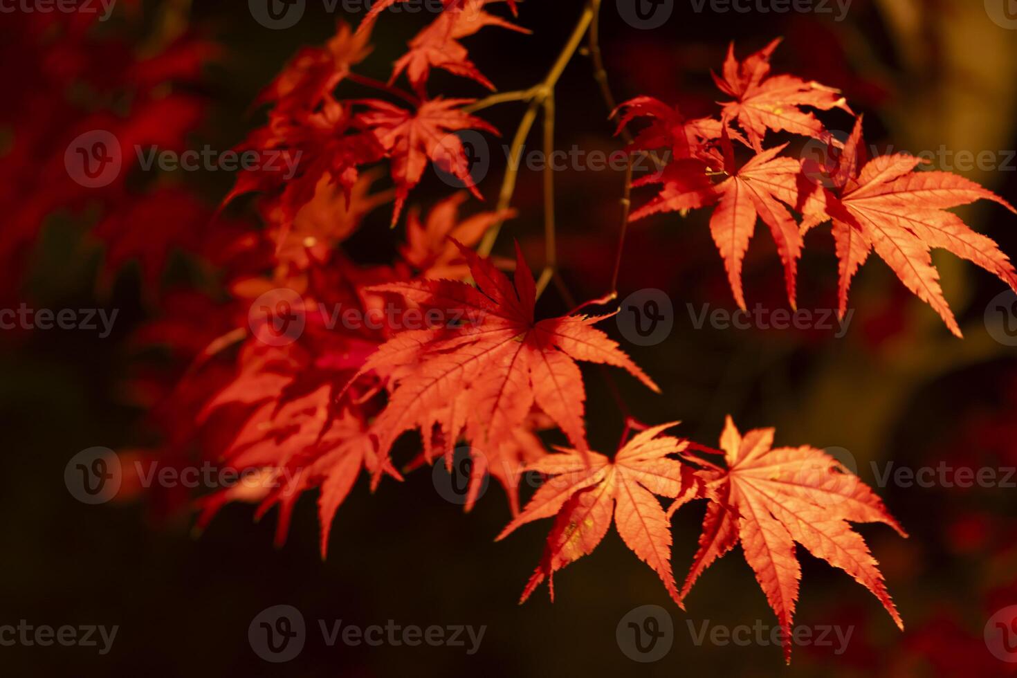 un illuminé rouge feuilles à le traditionnel jardin à nuit dans l'automne proche en haut photo