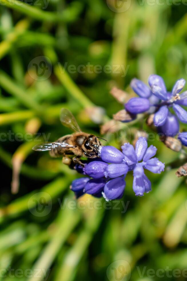 abeille collecte pollen sur une grain de raisin jacinthe dans une jardin à printemps, muscari arméniacum photo