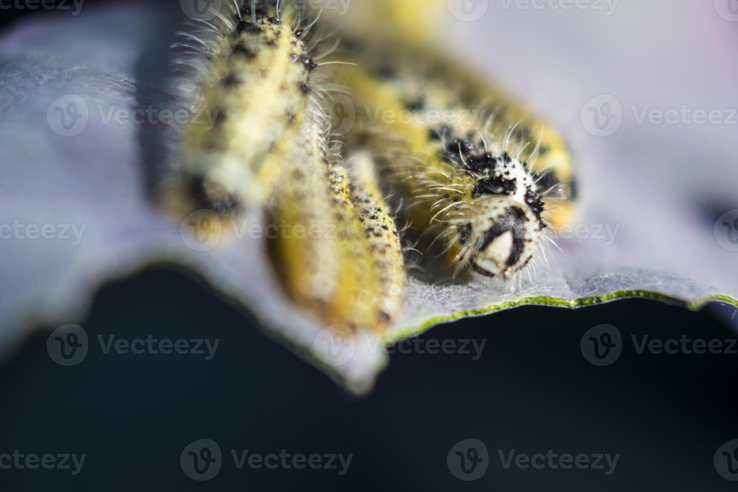 proche en haut de chou blanc les chenilles en mouvement sur une rouge chou feuille. Pieris brassicae photo