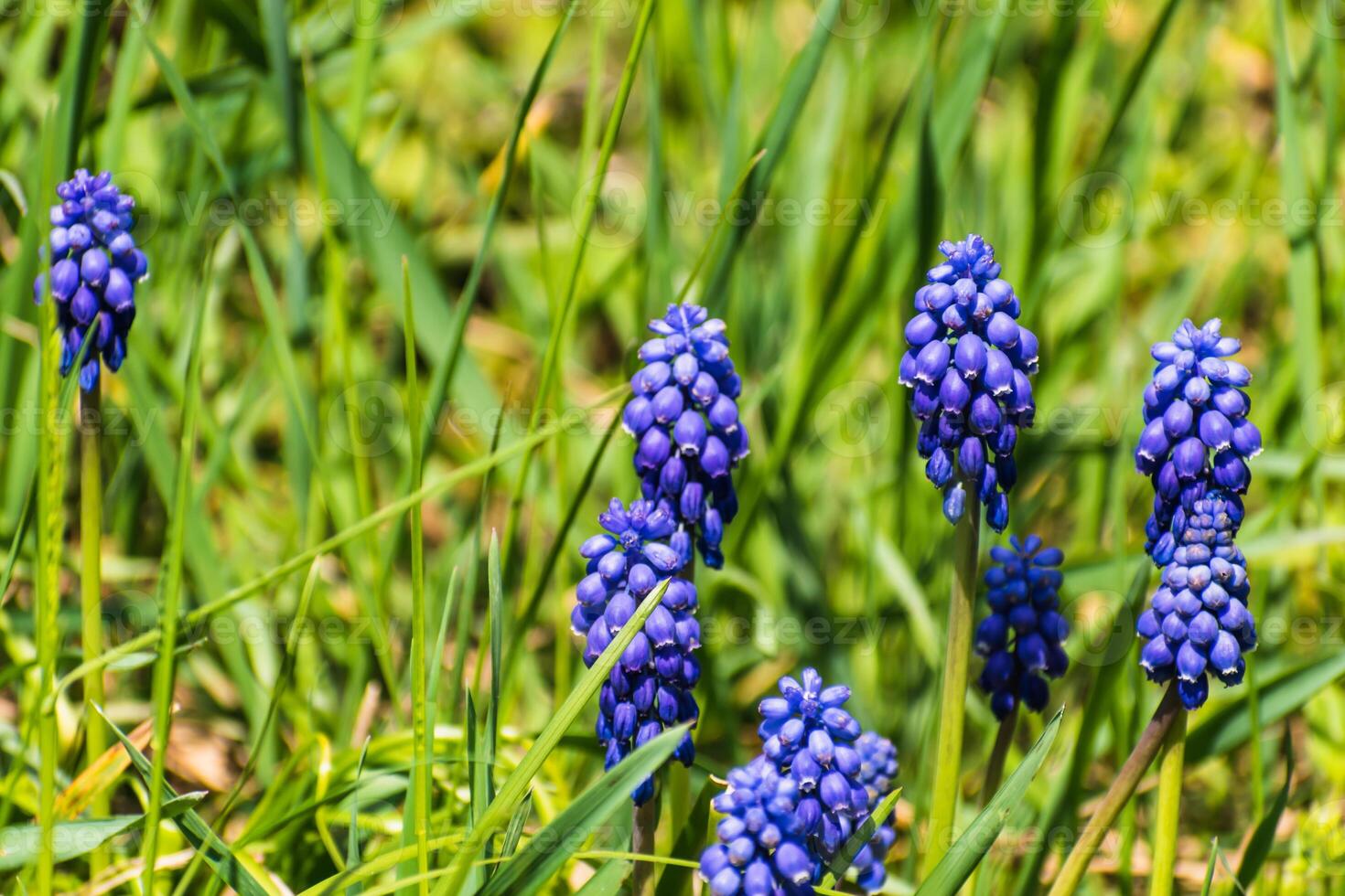 vipère arc, Souris jacinthe ou grain de raisin jacinthe bleu et violet dans une jardin à printemps, muscari arméniacum photo