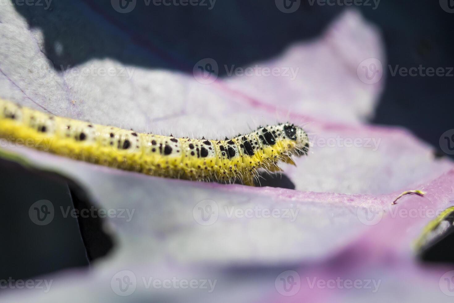 proche en haut de chou blanc chenille en mouvement sur une rouge chou feuille. Pieris brassicae photo