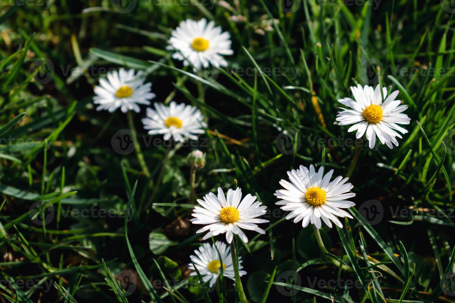 Marguerite fleur dans une jardin à printemps, comestible fleur, Bellis pérennis, astéries photo