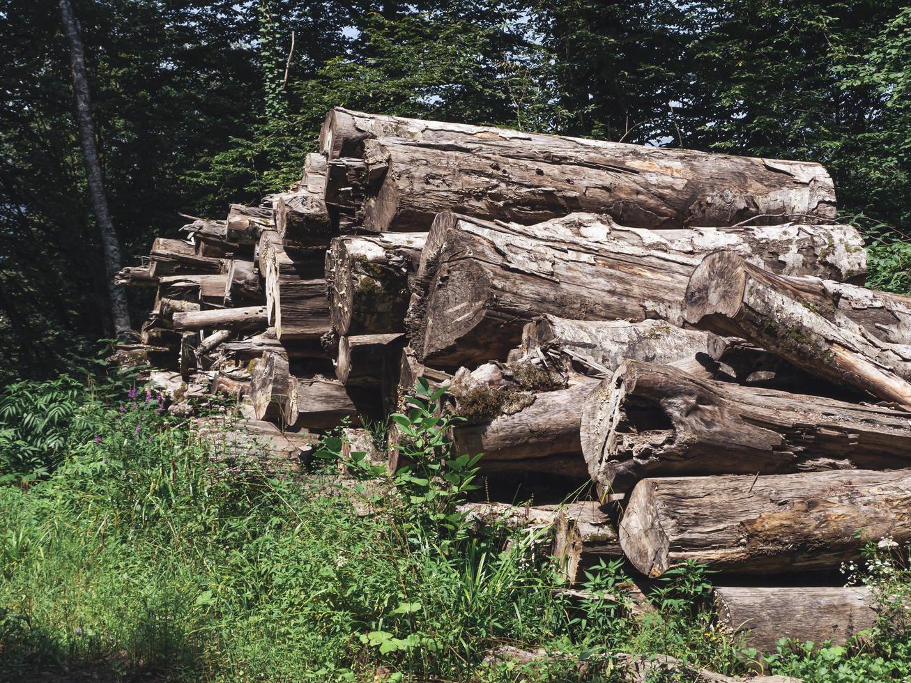 bûches dans la forêt. sotchi, russie photo