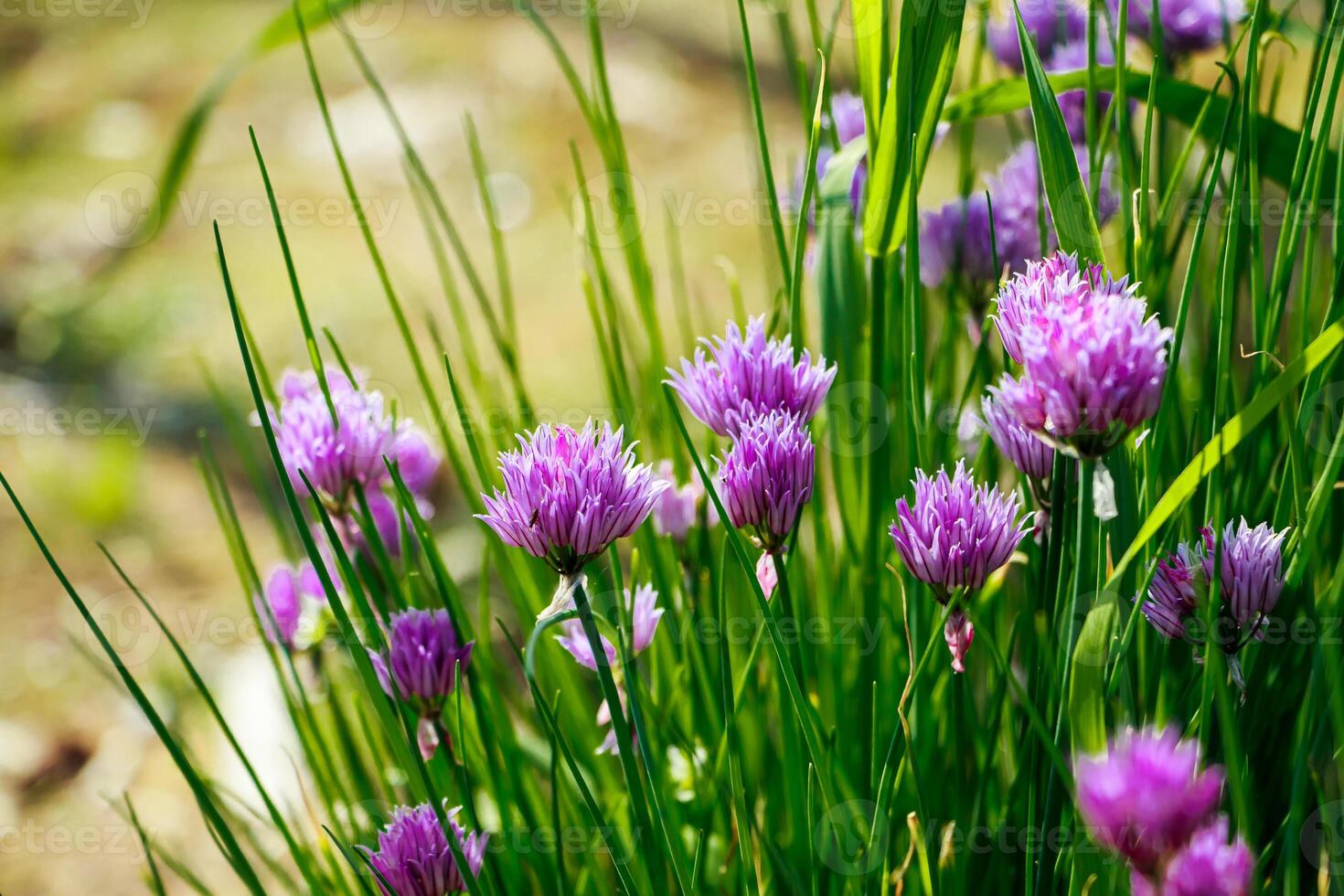 violet fleurs de sauvage oignon allium dans le Soleil. épanouissement sauvage printemps les plantes. jardinage et floriculture. photo