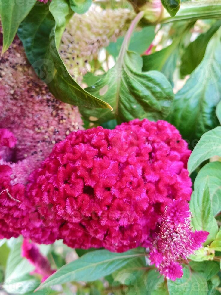 photo de magnifique rouge célosie fleurs