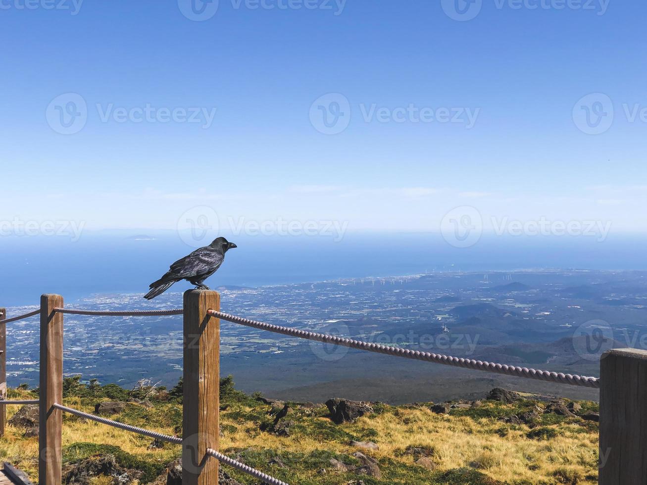 corbeau sur le volcan hallasan. île de jeju, corée du sud photo