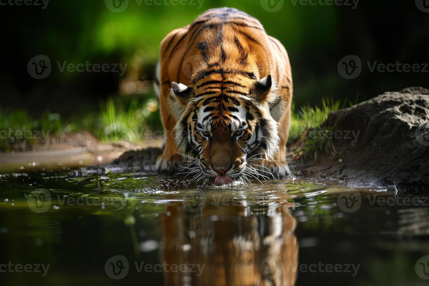 ai généré tigre en buvant eau, fermer. génératif ai photo