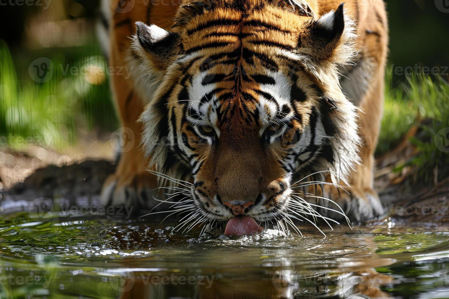 ai généré tigre en buvant eau, fermer. génératif ai photo