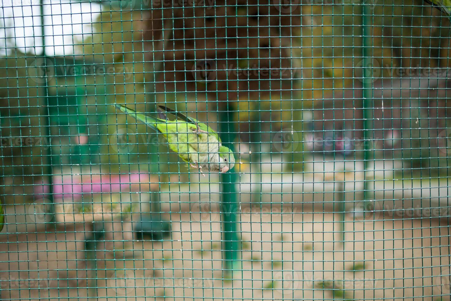 vert perroquet dans une cage dans le zoo photo