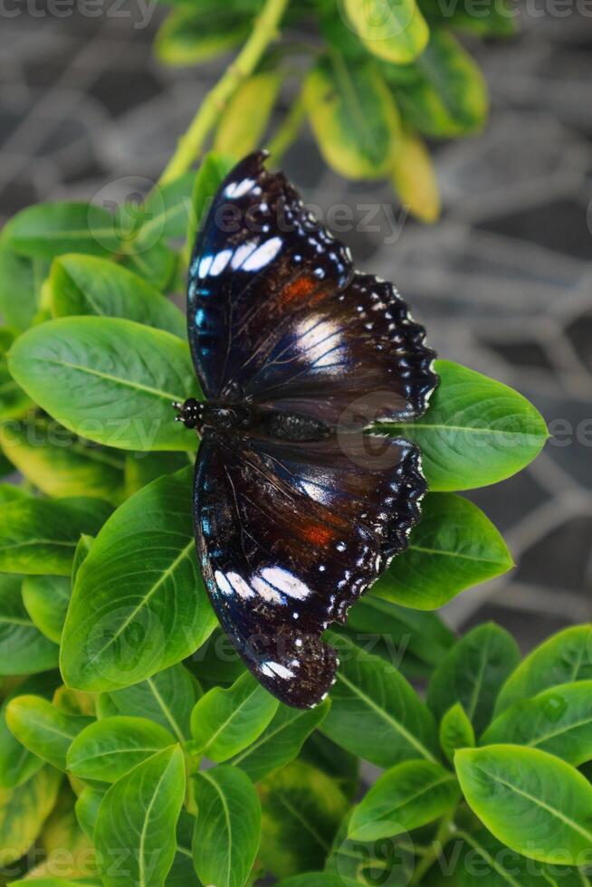 papillons terre et perche sur vert feuilles photo