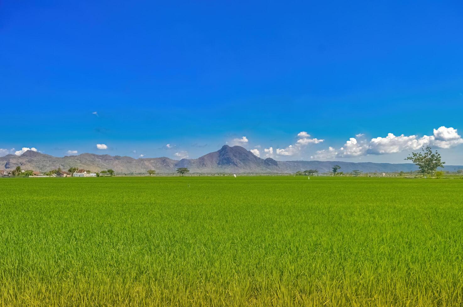 le magnifique Naturel paysage dans Indonésie consiste de montagnes et luxuriant vert riz des champs et brillant, nuageux bleu ciels1 photo