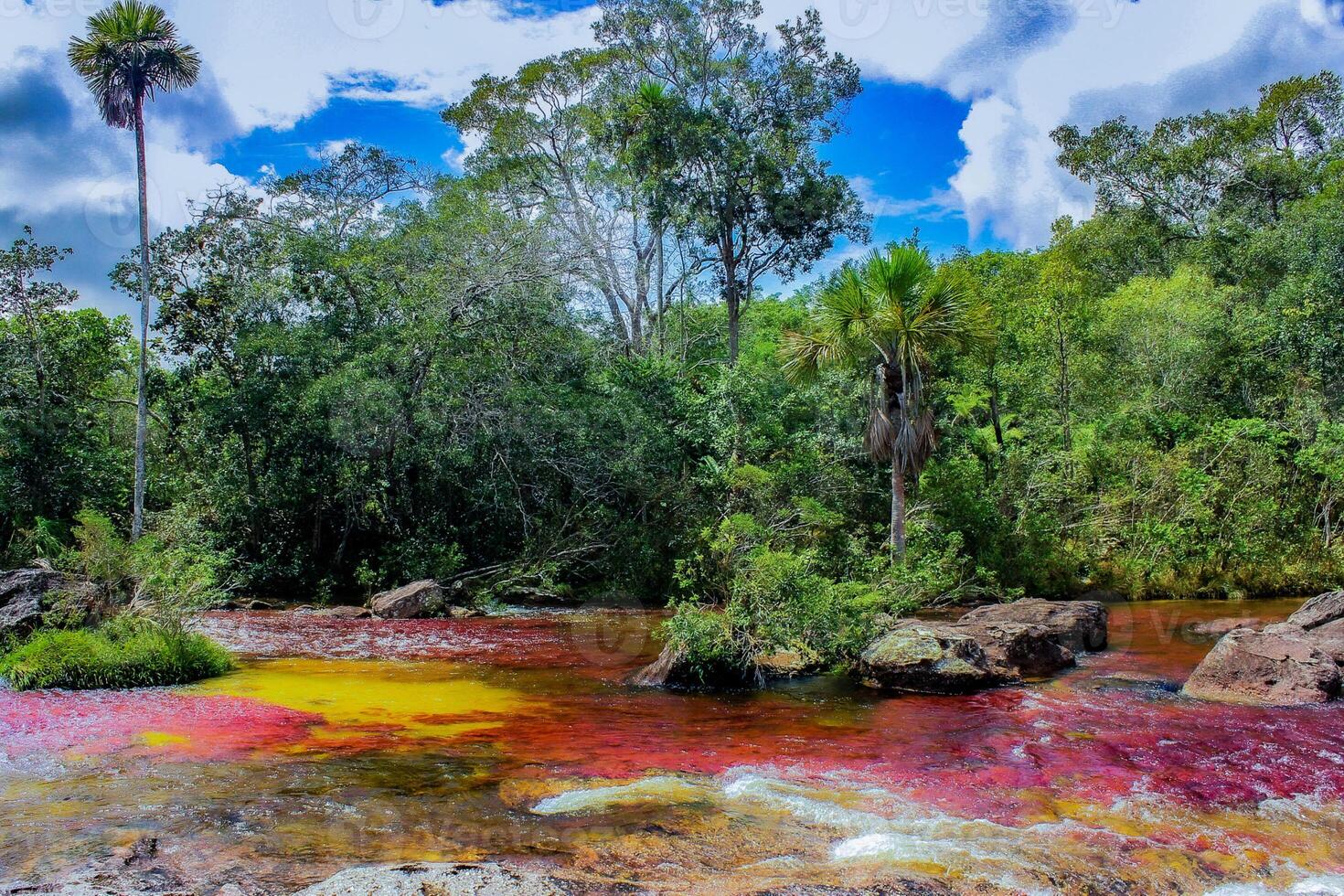 cano cristaux est une rivière dans Colombie cette est situé dans le sierra de la Macarena, dans le département de méta. il est pris en considération par beaucoup comme le plus magnifique rivière dans le monde photo