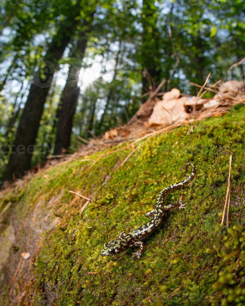 vert salamandre, anéides Aeneus photo