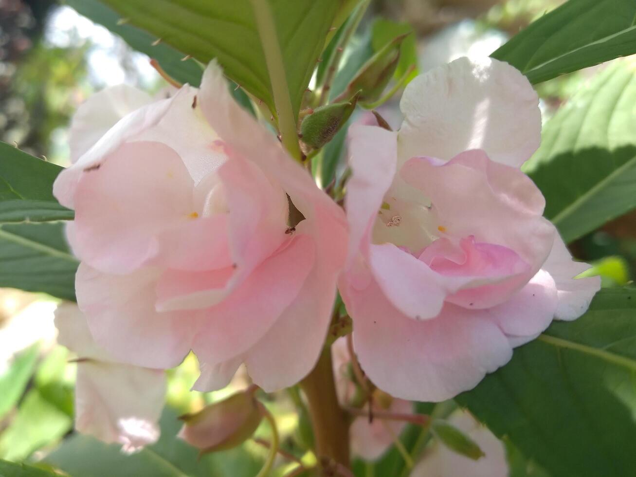 impatiens balsamine l est une plante originaire de Asie. cette plante est un annuel ou biennal plante et a blanc, rouge, violet ou rose fleurs. le forme de le fleurs ressemble petit orchidées. photo