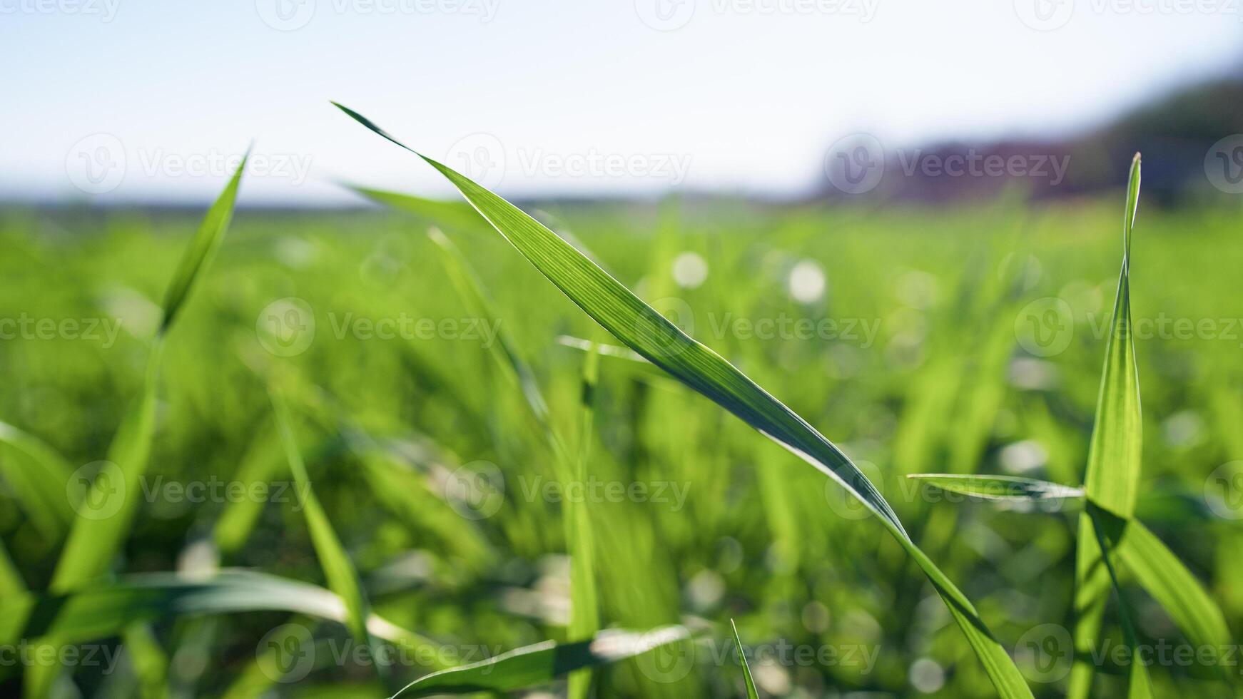 le détails de grain à tôt Matin photo