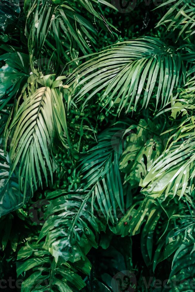 tropical verdure, la nature Toile dévoilé, botanique jardin, floral toile de fond, et le essence de plante croissance dans paysage conception photo