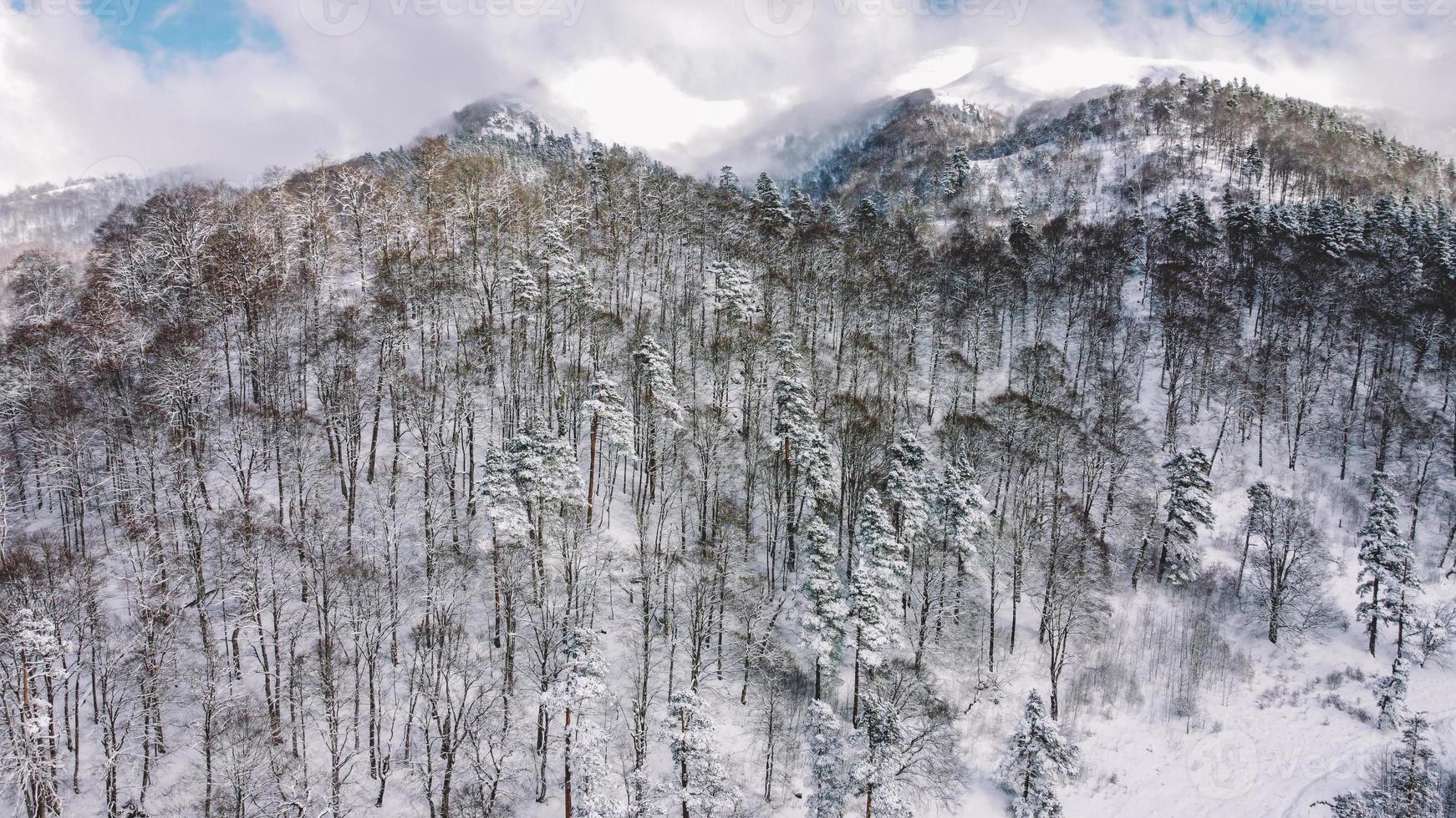 vue aérienne de la forêt enneigée - vue par drone des arbres enneigés photo