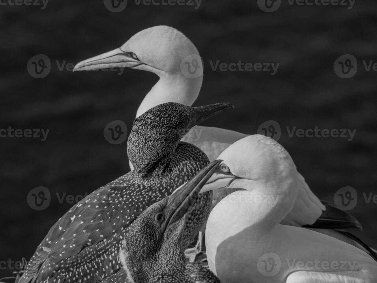 des oiseaux sur Helgoland île photo