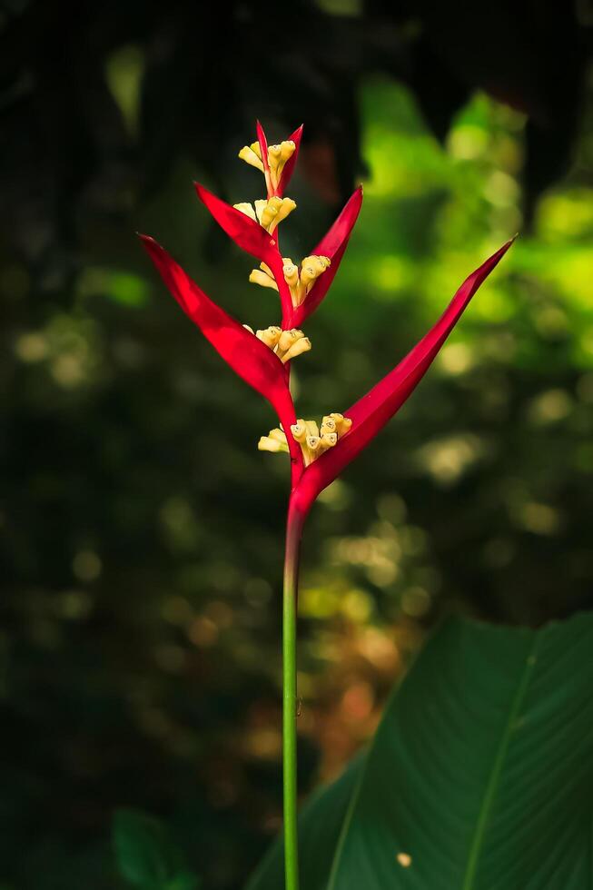 heliconia fleur a rouge pétale Floraison dans le jardin. heliconia fleur Latin nommé heliconia psittacorum. heliconia fleur de heliconiacées famille. cette plante est beauté fleur dans le tropical photo