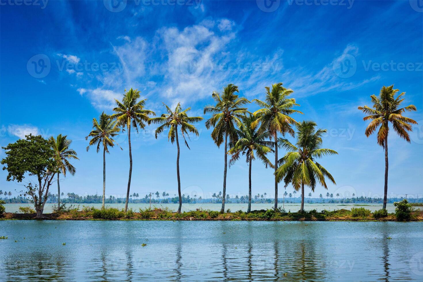 paumes à Kerala les backwaters. Allepey, Kerala, Inde photo