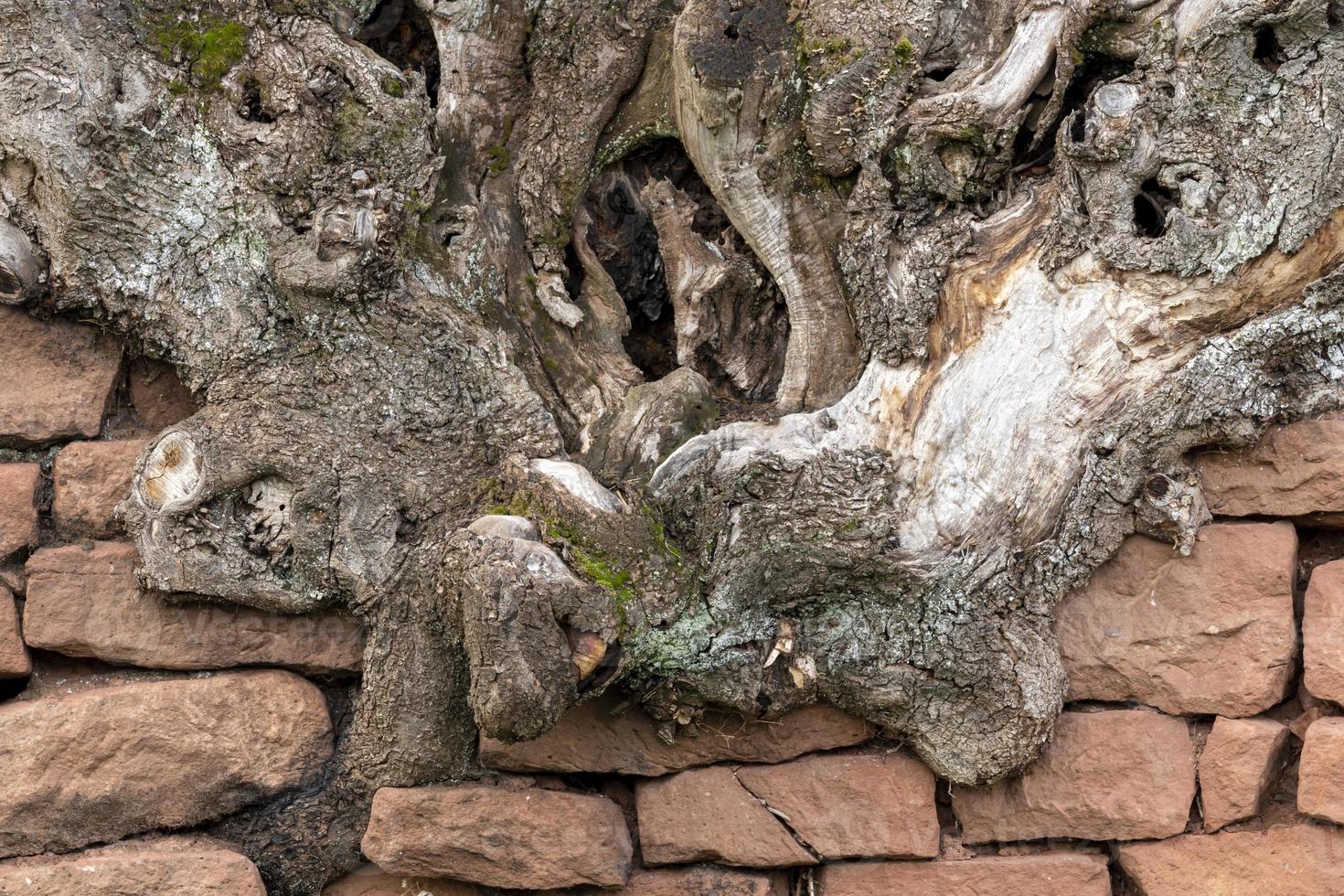 vieille racine d'arbre pousse sur un mur de grès rouges empilés photo