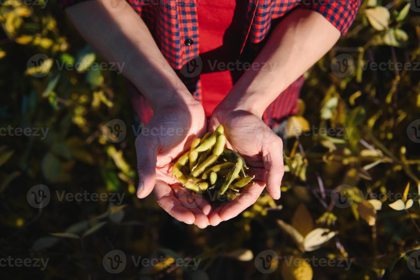 portrait de Jeune agriculteur permanent dans déposé examiner soja corp. photo