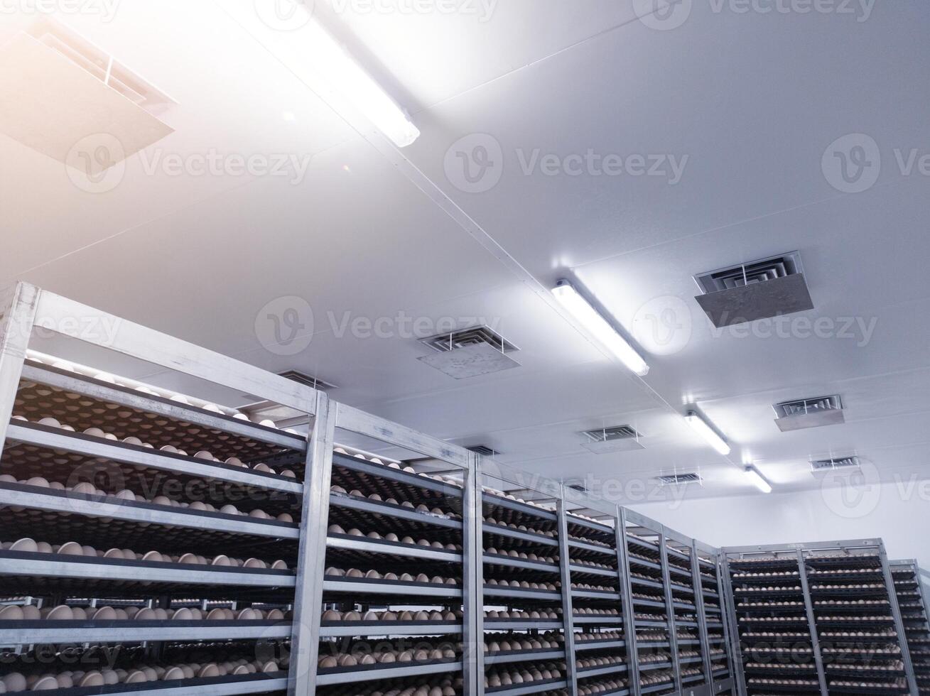 poulet des œufs dans le chariot, sont des œufs cette sont prêt à être éclos dans le couvoir. temporaire Oeuf Stock conteneurs. des œufs stockages sur le salle de refroidissement. photo