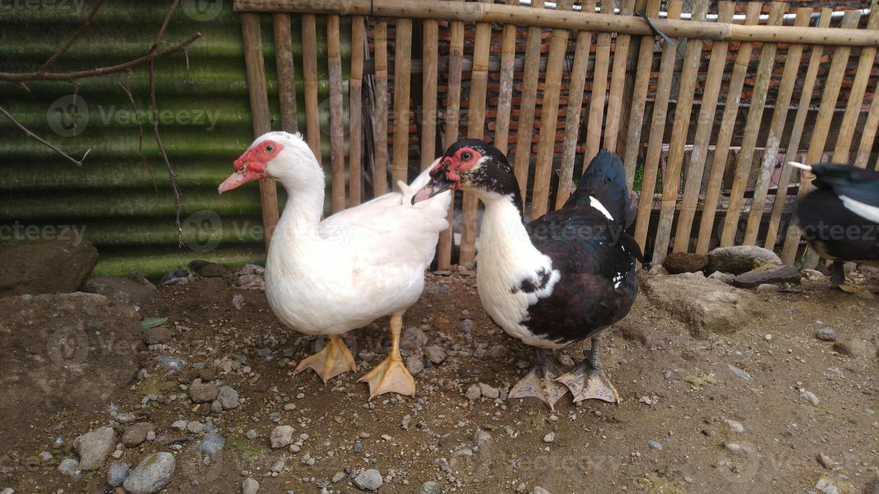 entok ou mentok bétail, muscovy canards dans le fermeville photo