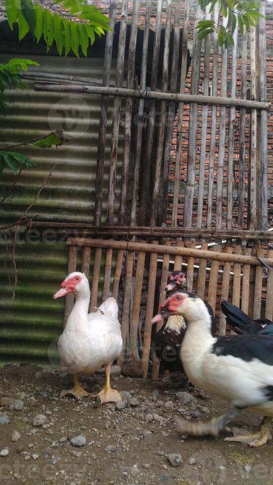 entok ou mentok bétail, muscovy canards dans le fermeville photo