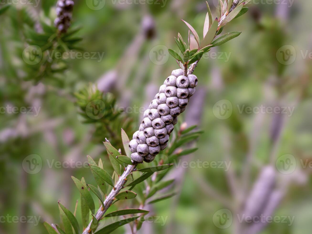 la graine cosse de le citron vert goupillon, melaleuca virens photo