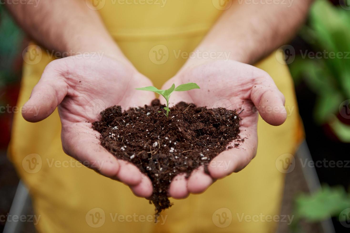 les mains des hommes tenant le sol avec une petite plante au milieu photo