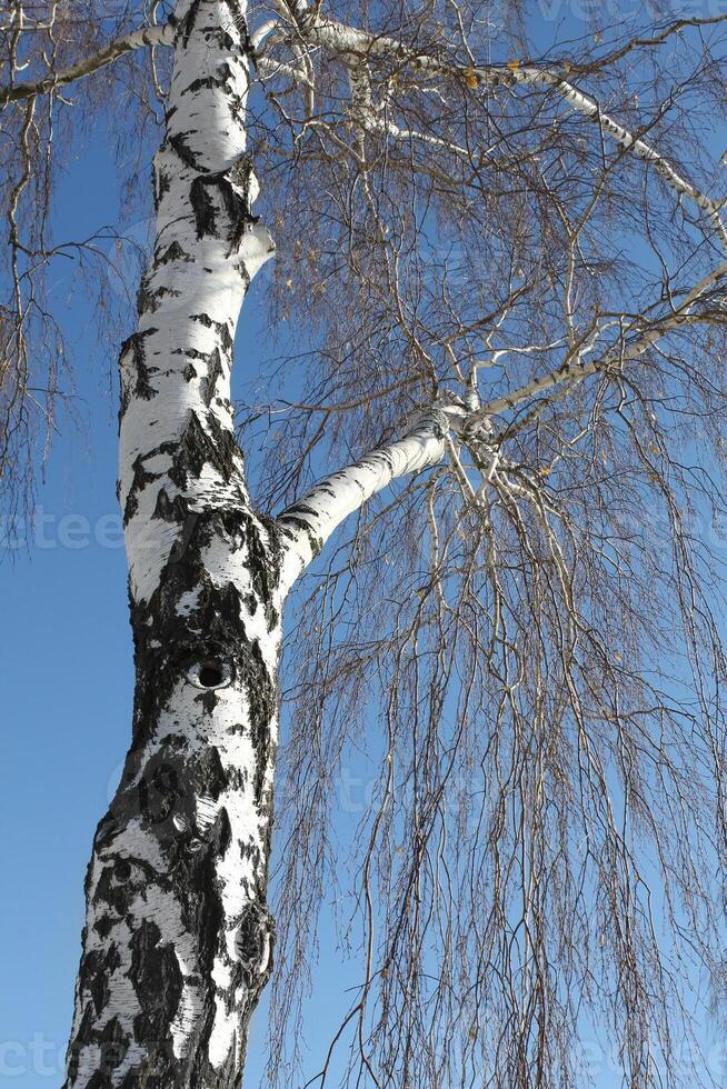 tronc de bouleau dans hiver parc photo